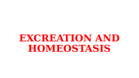7.EXCREATION AND HOMEOSTASIS.pptx